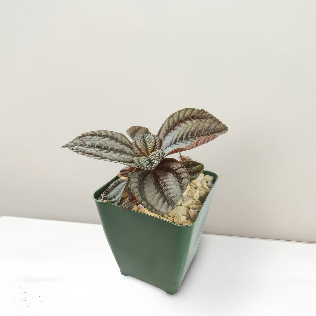 Friendship Plant ‘Pilea involucrata’