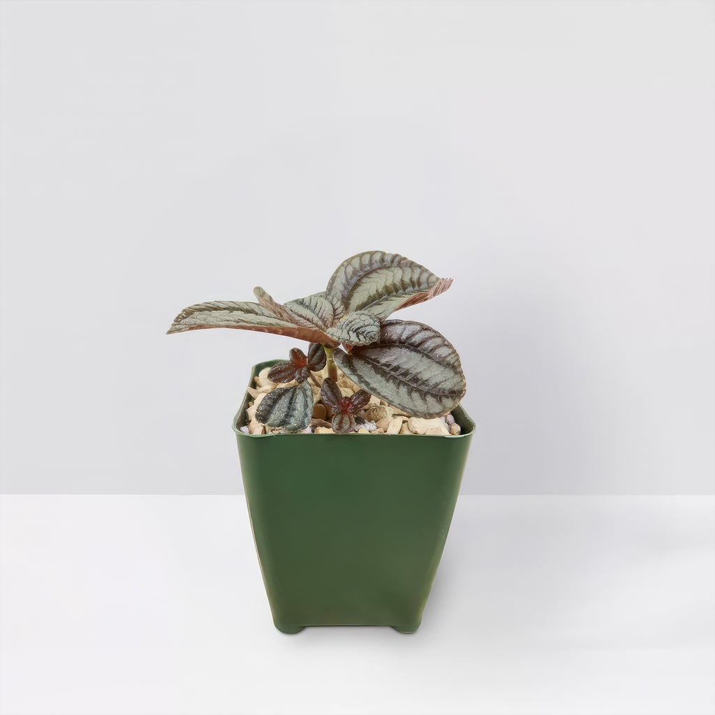 Friendship Plant ‘Pilea involucrata’