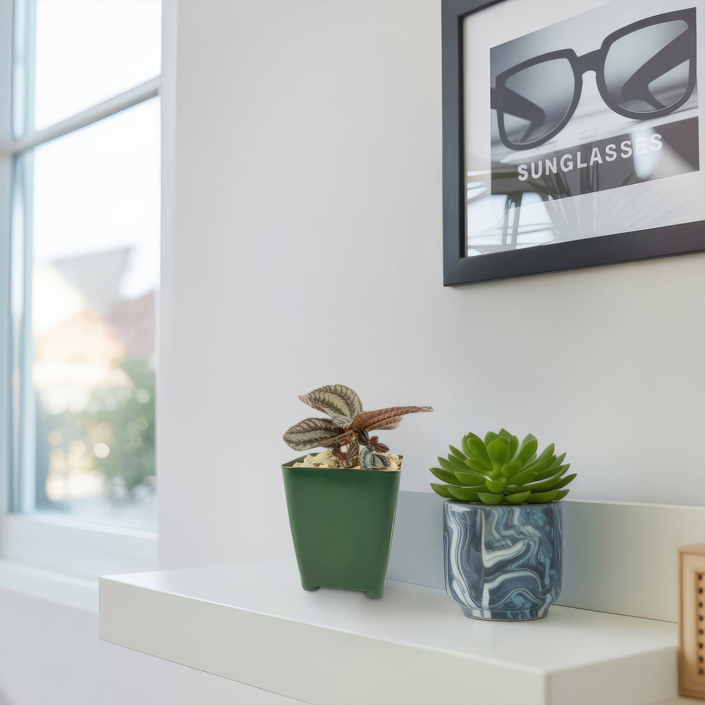 Friendship Plant ‘Pilea involucrata’