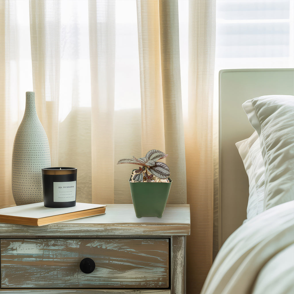 Friendship Plant ‘Pilea involucrata’