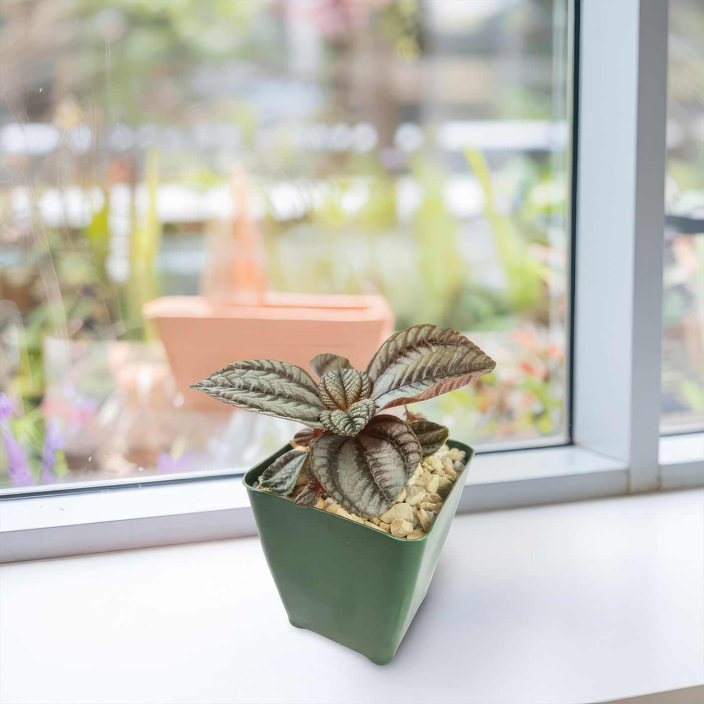 pilea cactus soil Shop 'Friendship Plants – Pilea involucrata' Care & Growing Guide |Planet Desert