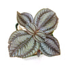 Friendship Plant ‘Pilea involucrata’
