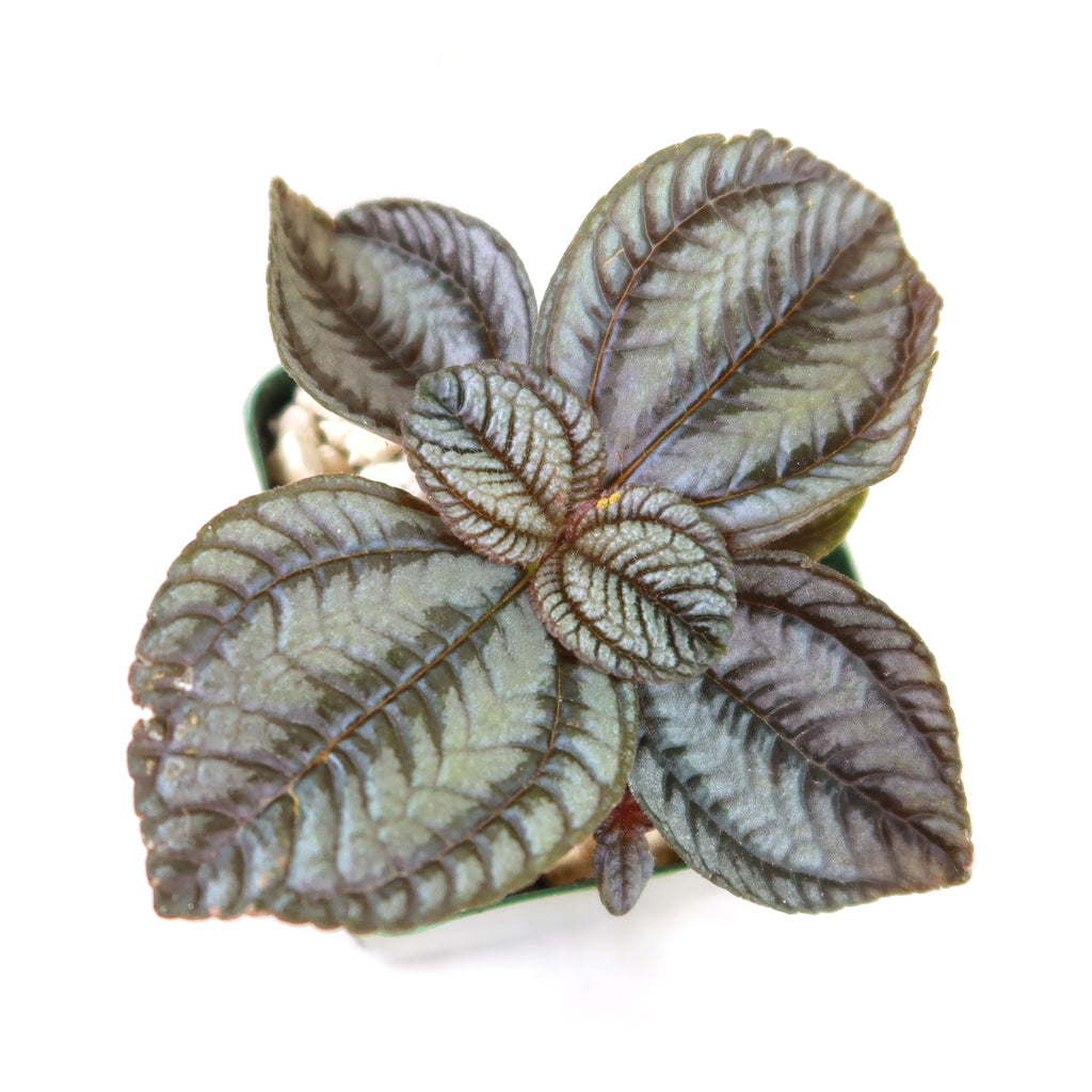 Friendship Plant ‘Pilea involucrata’