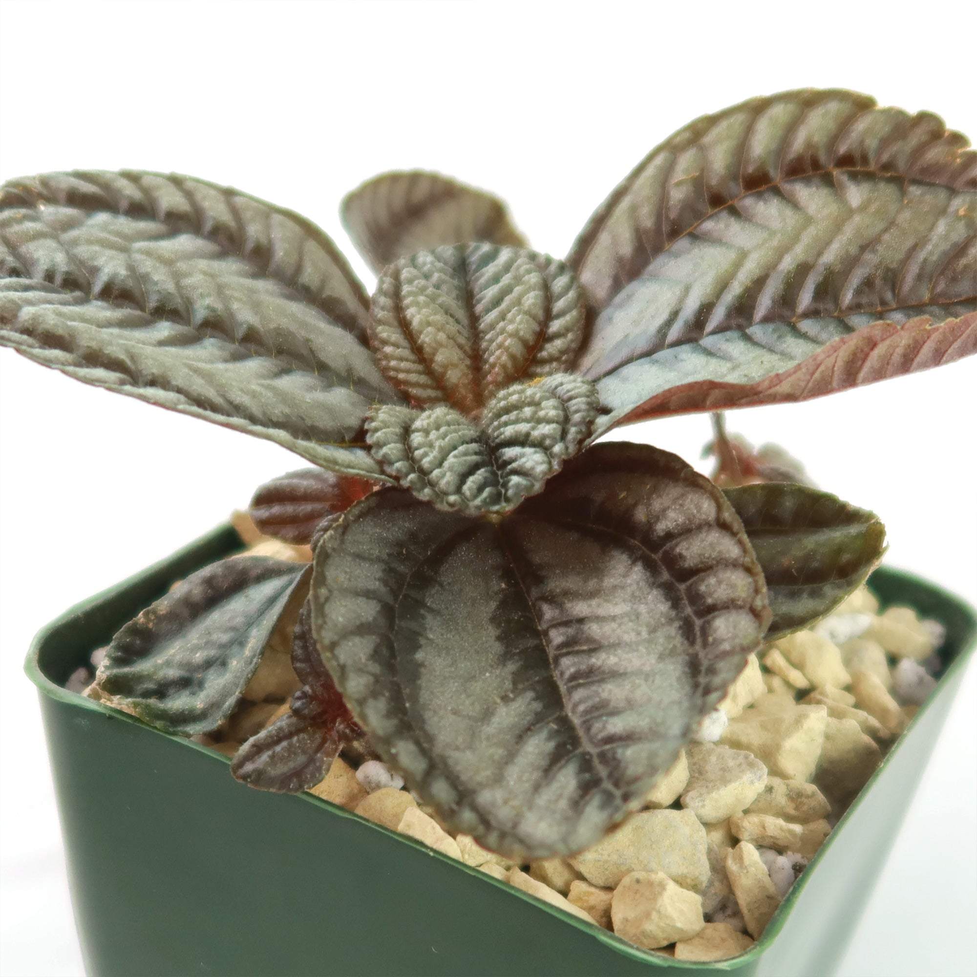 Friendship Plant ‘Pilea involucrata’