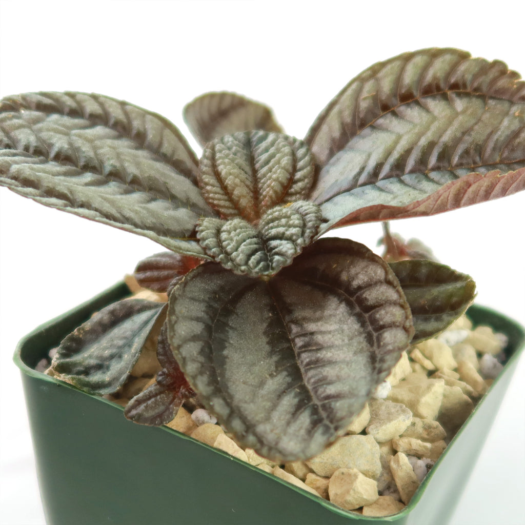 Friendship Plant ‘Pilea involucrata’