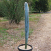 Blue Torch Cactus &