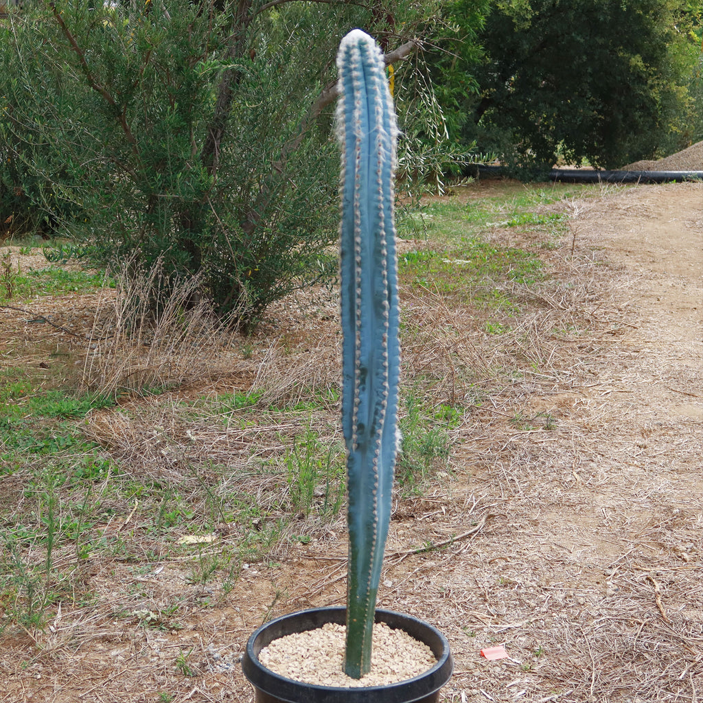 Blue Torch Cactus &