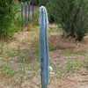 Blue Torch Cactus &