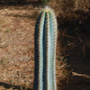 Brazilian Blue Cactus - Blue Columnar Cactus &