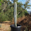 Brazilian Blue Cactus - Blue Columnar Cactus &