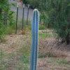 Brazilian Blue Cactus - Blue Columnar Cactus &