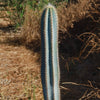 Brazilian Blue Cactus - Blue Columnar Cactus &