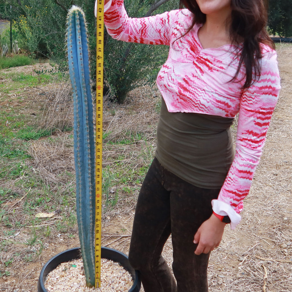 Brazilian Blue Cactus - Blue Columnar Cactus &