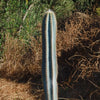 Brazilian Blue Cactus - Blue Columnar Cactus &