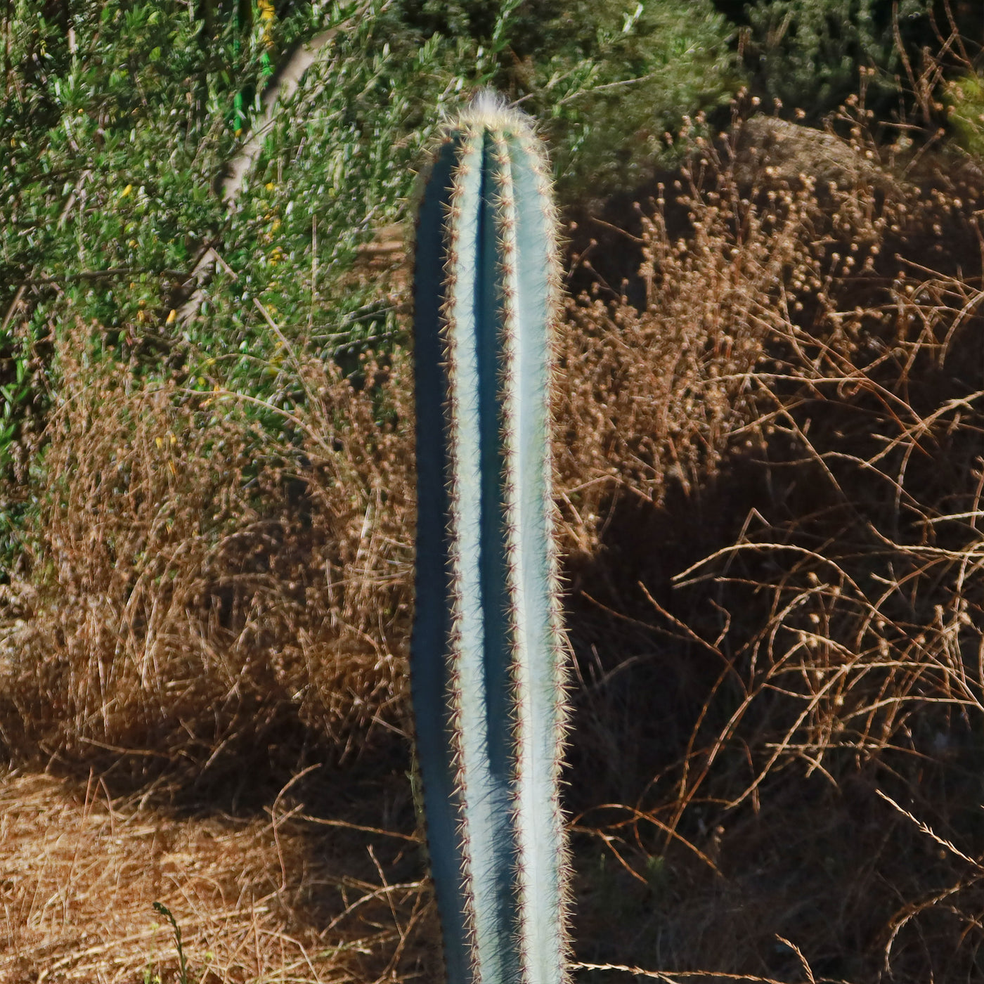 Brazilian Blue Cactus - Blue Columnar Cactus 'Pilosocereus azureus'