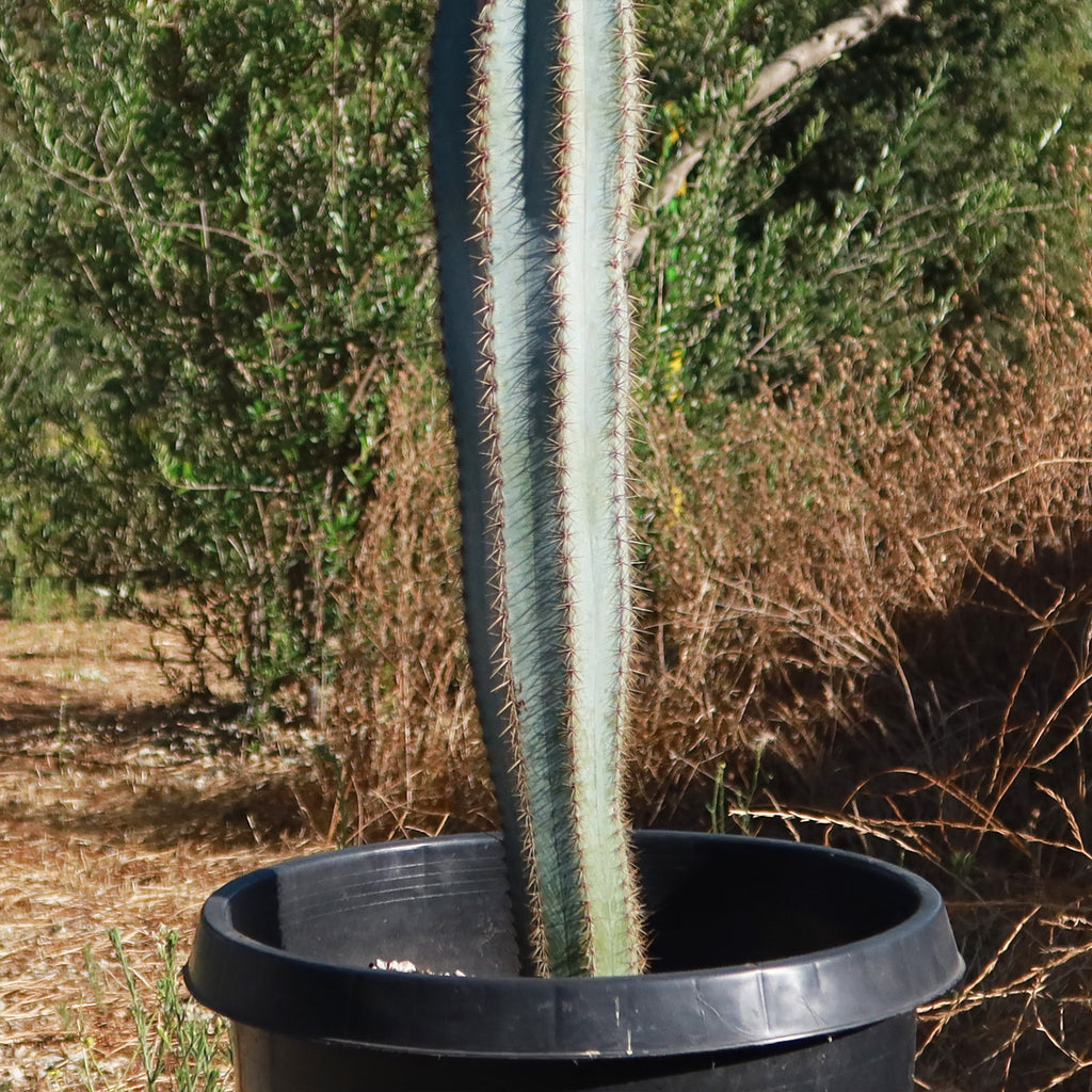Brazilian Blue Cactus - Blue Columnar Cactus &
