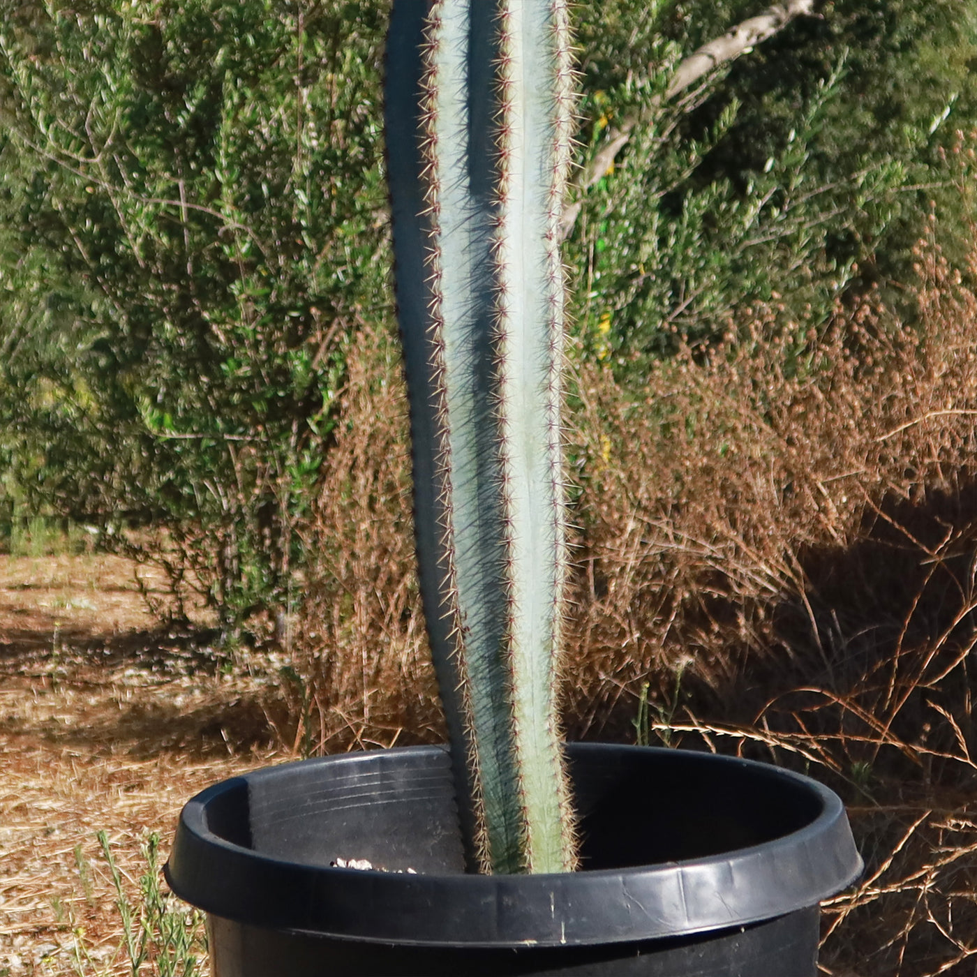 Brazilian Blue Cactus - Blue Columnar Cactus 'Pilosocereus azureus'