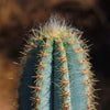 Brazilian Blue Cactus - Blue Columnar Cactus &