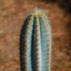 Brazilian Blue Cactus - Blue Columnar Cactus &