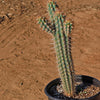 Pilosocereus gounellei