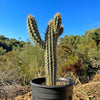 Pilosocereus gounellei