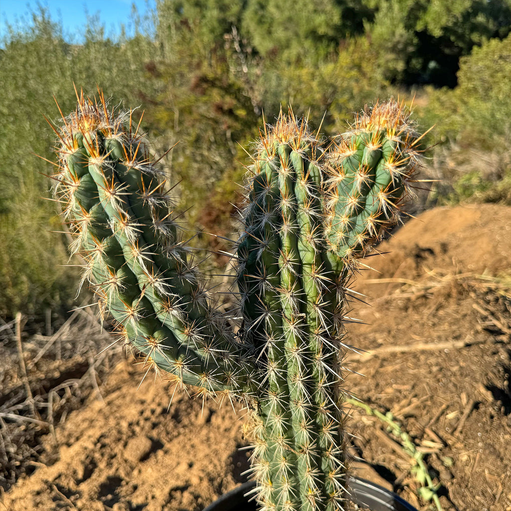 Pilosocereus gounellei