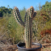 Pilosocereus gounellei