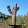 Pilosocereus gounellei