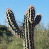 Pilosocereus gounellei