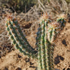 Pilosocereus gounellei