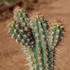 Pilosocereus gounellei