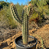 Pilosocereus gounellei