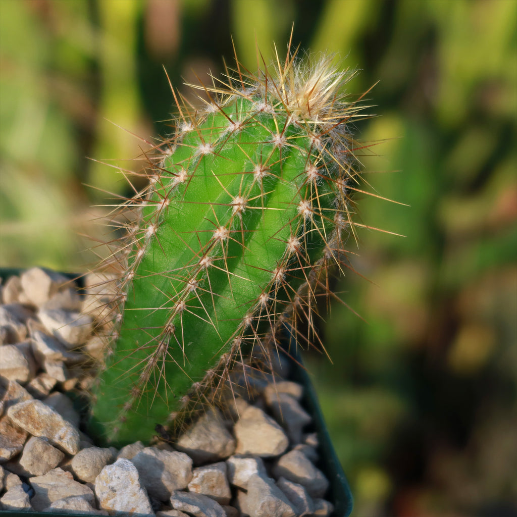 Pilosocereus Ulei