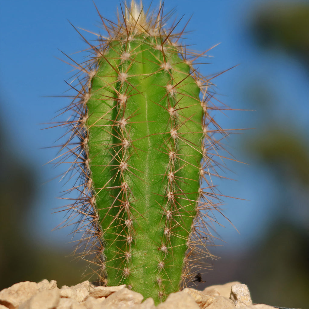 Pilosocereus Ulei