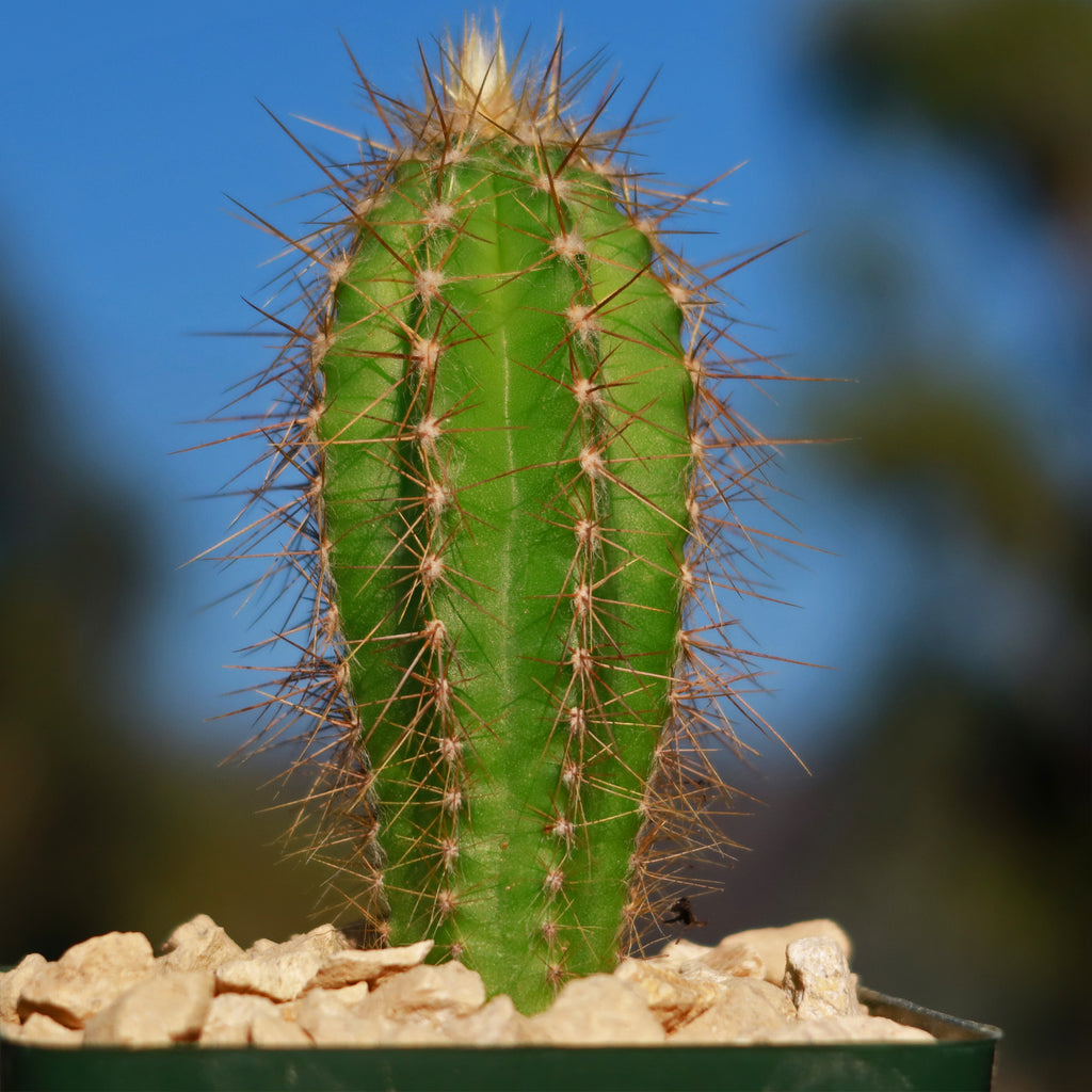 Pilosocereus Ulei