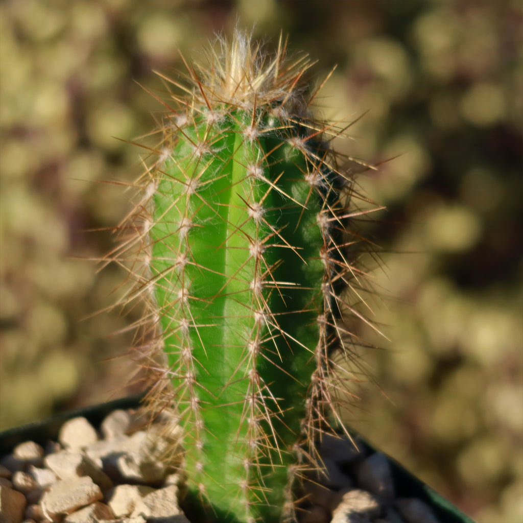 Pilosocereus Ulei