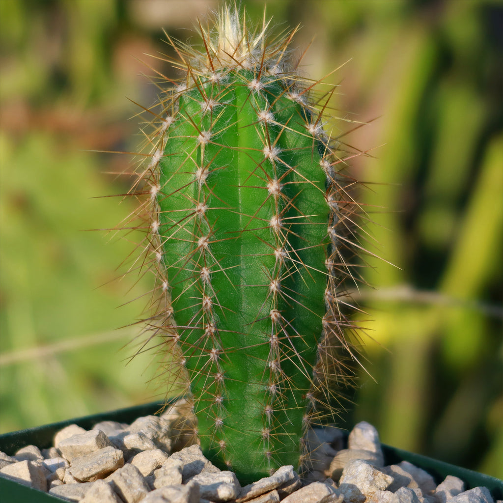 Pilosocereus Ulei