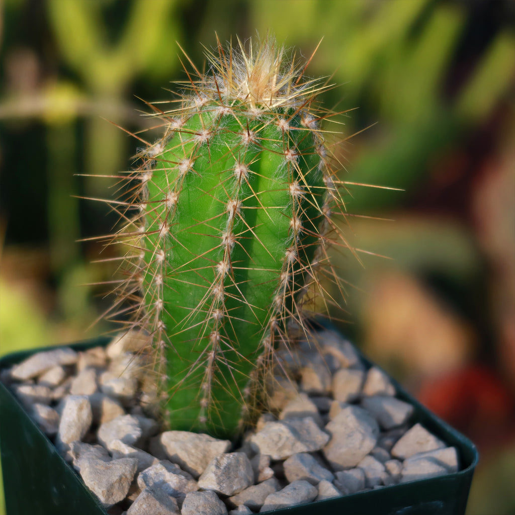 Pilosocereus Ulei