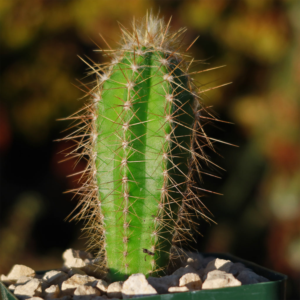 Pilosocereus Ulei