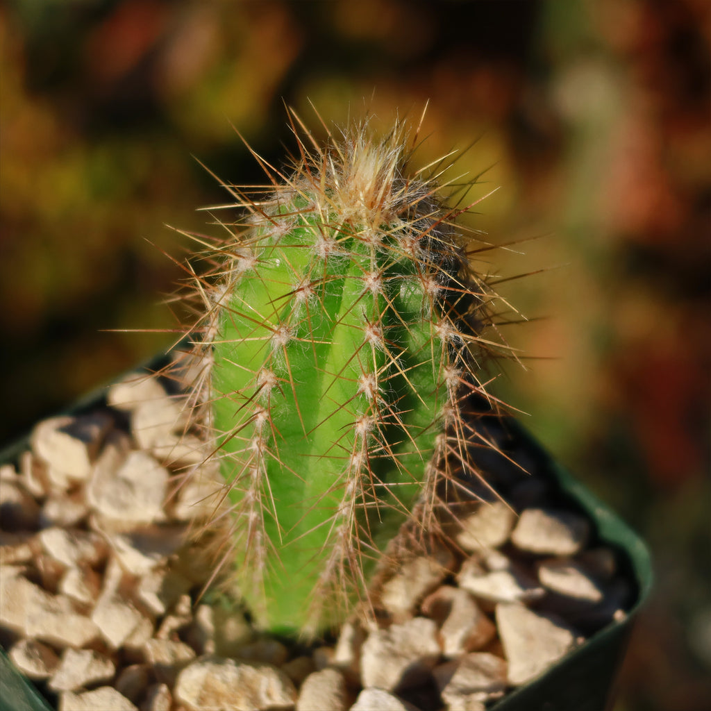 Pilosocereus Ulei