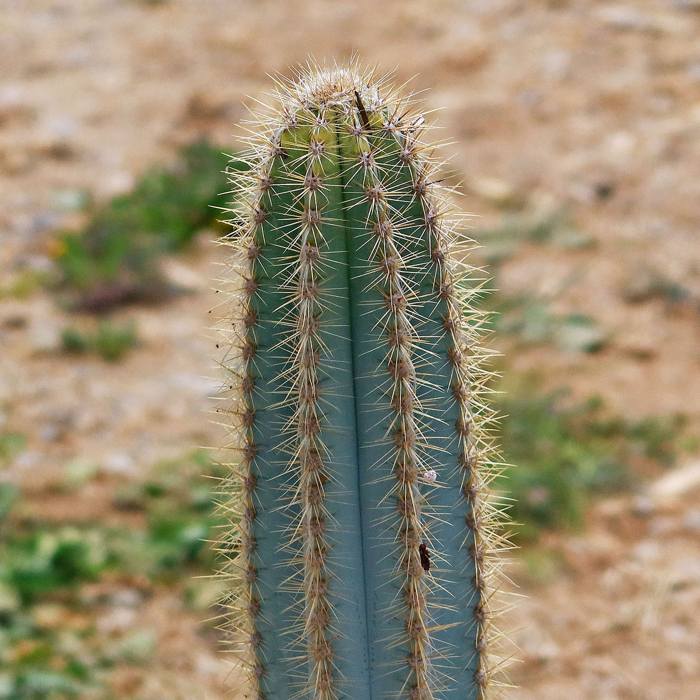 types of blue cactus Shop Brazilian Blue Cactus 'Pilosocereus azureus'
