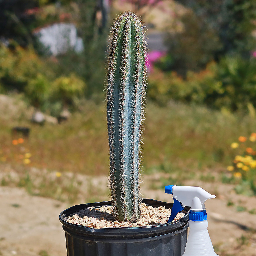 Brazilian Blue Cactus - Blue Columnar Cactus &
