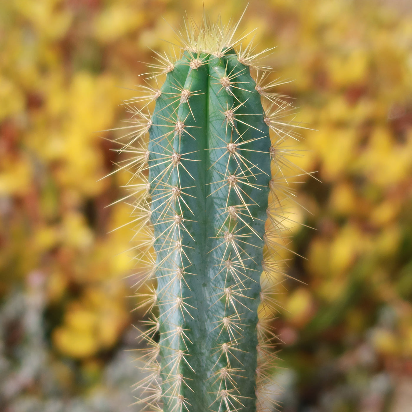 Cactus Azul Shop Brazilian Blue Cactus 'Pilosocereus azureus' | Fast Delivery ...