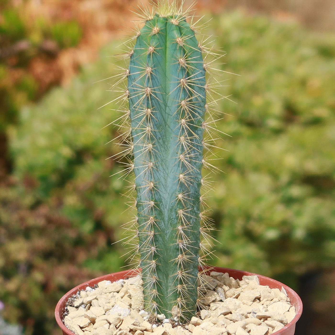 types of blue cactus Shop Brazilian Blue Cactus 'Pilosocereus azureus'