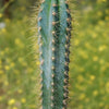 Brazilian Blue Cactus - Blue Columnar Cactus &