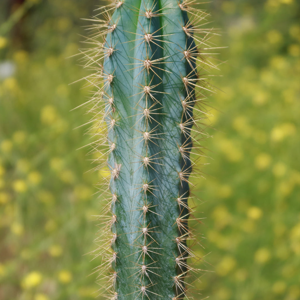 Cactus Azul Shop Brazilian Blue Cactus 'Pilosocereus azureus' | Fast Delivery ...