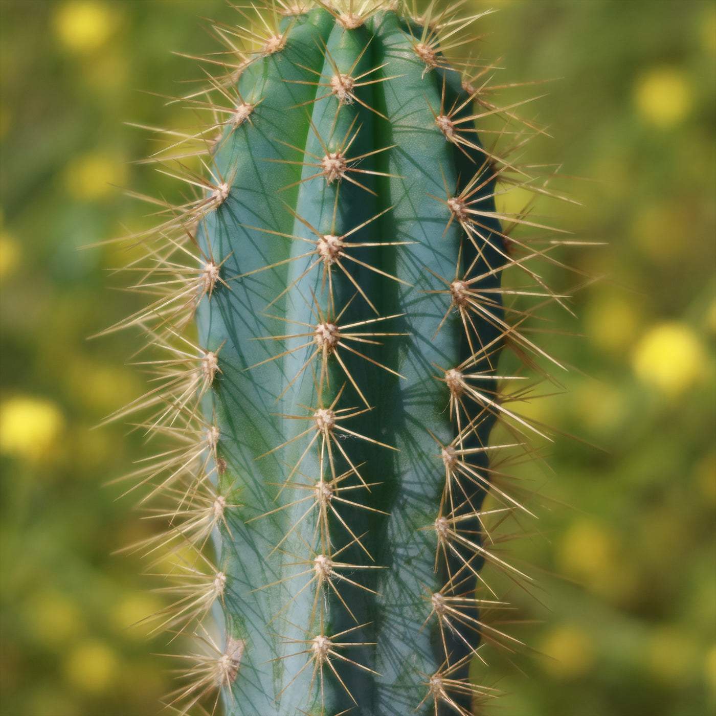 types of blue cactus Shop Brazilian Blue Cactus 'Pilosocereus azureus'