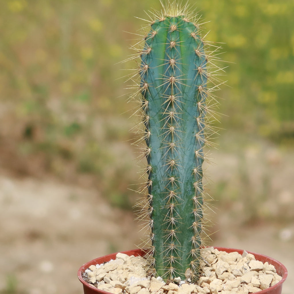 Cactus Azul Shop Brazilian Blue Cactus 'Pilosocereus azureus' | Fast Delivery ...