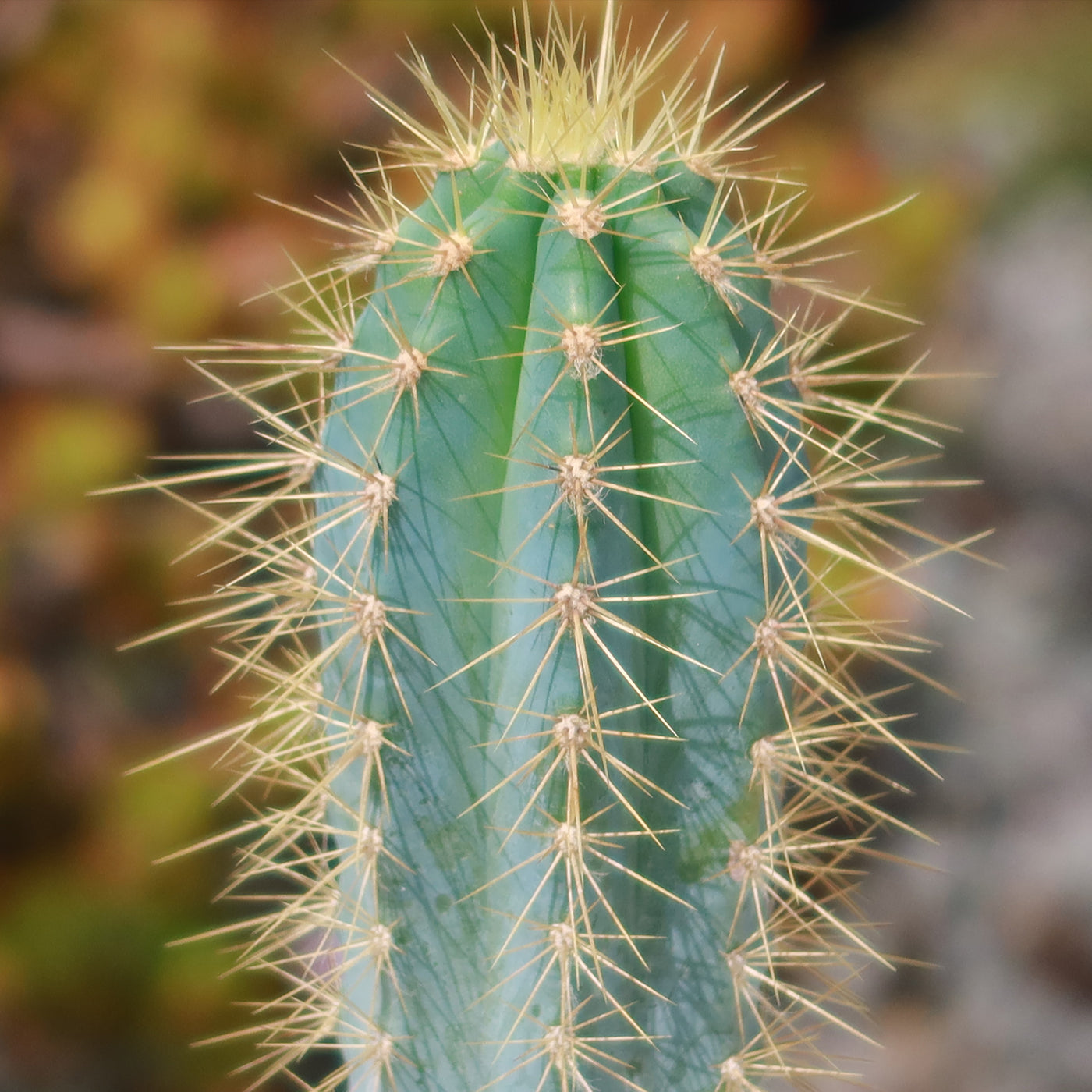 types of blue cactus Shop Brazilian Blue Cactus 'Pilosocereus azureus'