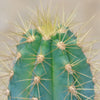 Brazilian Blue Cactus - Blue Columnar Cactus &